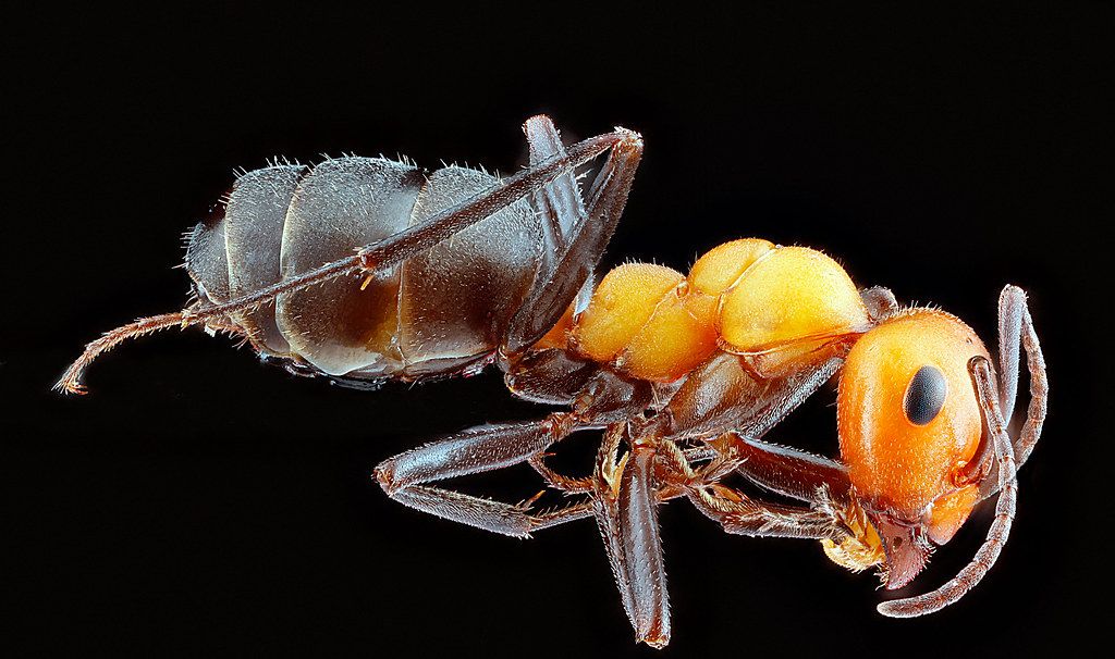 Ant Control service in North Las Vegas, NV