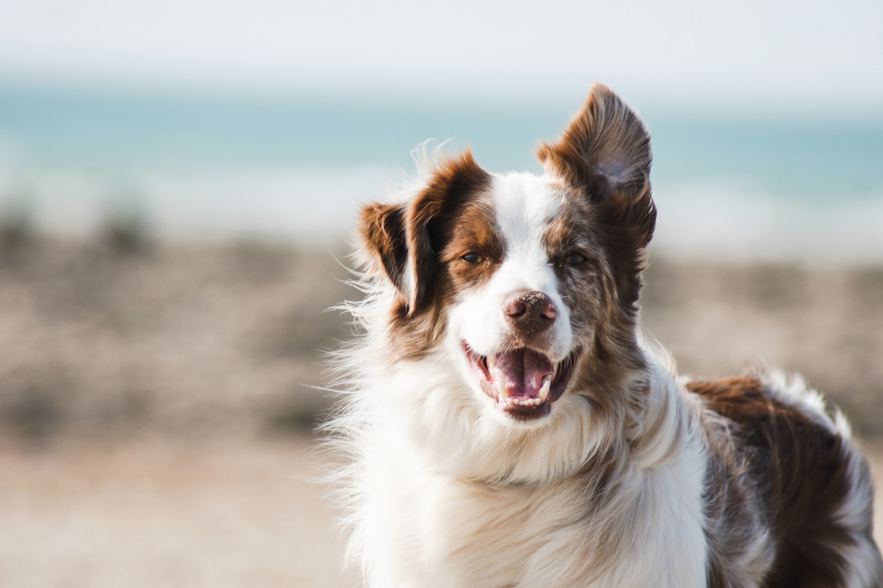 Flea & Tick Control service in North Las Vegas, NV