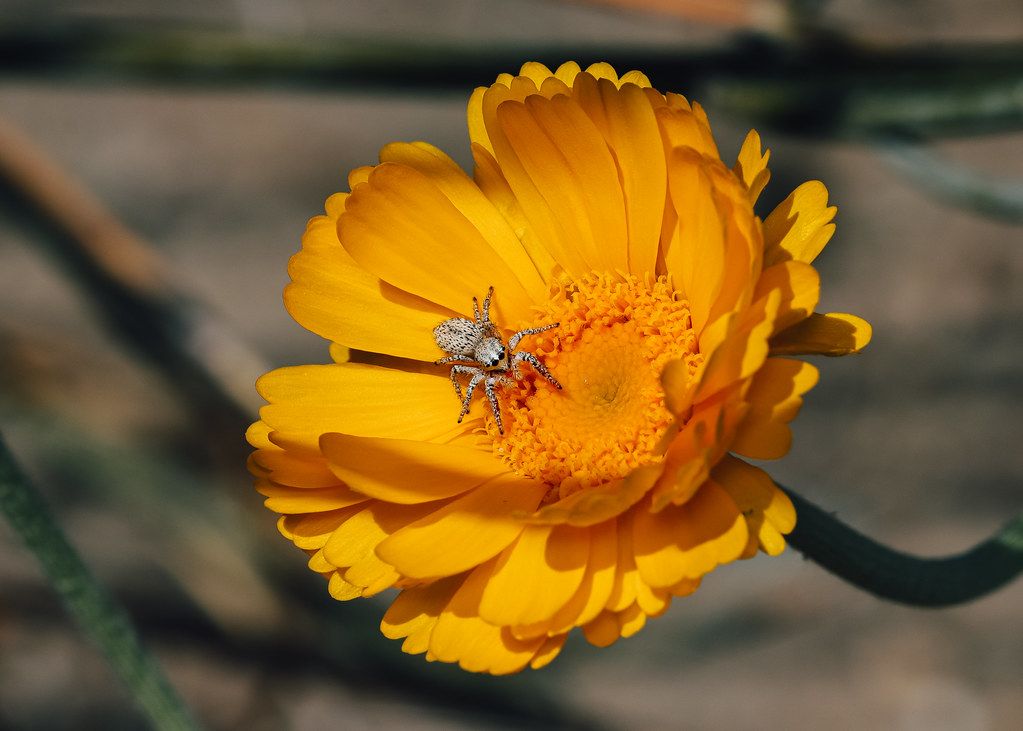 Spider Control service in North Las Vegas, NV